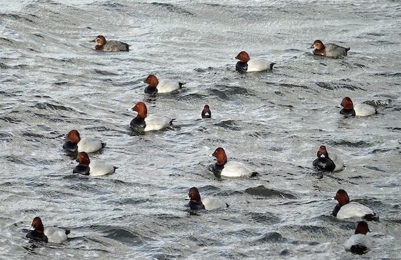 pochard